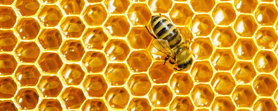 عسل ، کندو عسل ، فواید عسل ، زنبور ، طبیعی ، پوست ، گل ، شهد گل - گروه تخصصی محبوب مجاز - شرکت مسینا